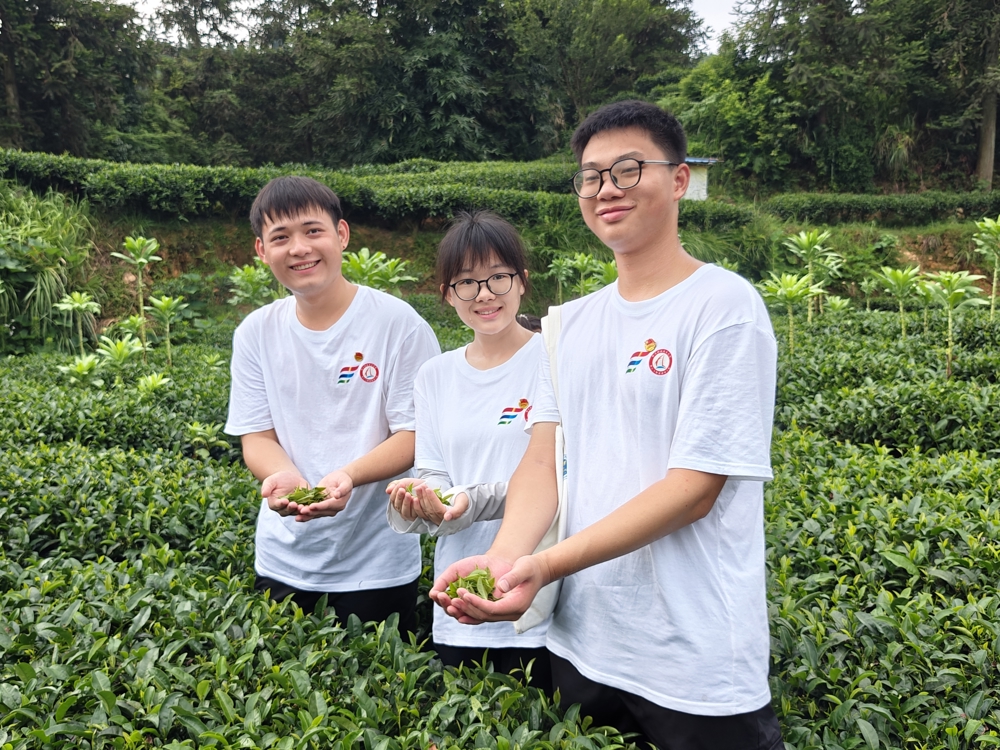 实践团成员们体验采茶劳作