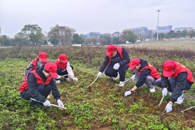 校青年志愿者服务总队开展除草护绿志愿服务活动