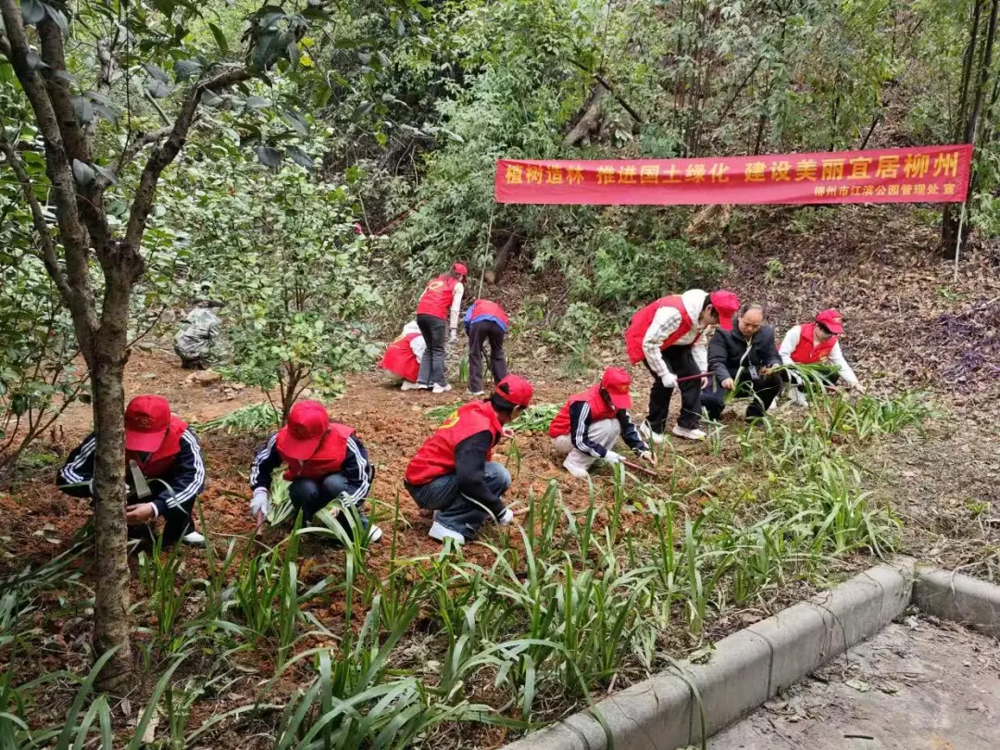 志愿者们在柳州白岩山种下鸭脚木、鸢尾绿植6000余株