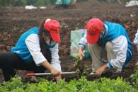 学思践悟二十大   “青田”劳动添秀色