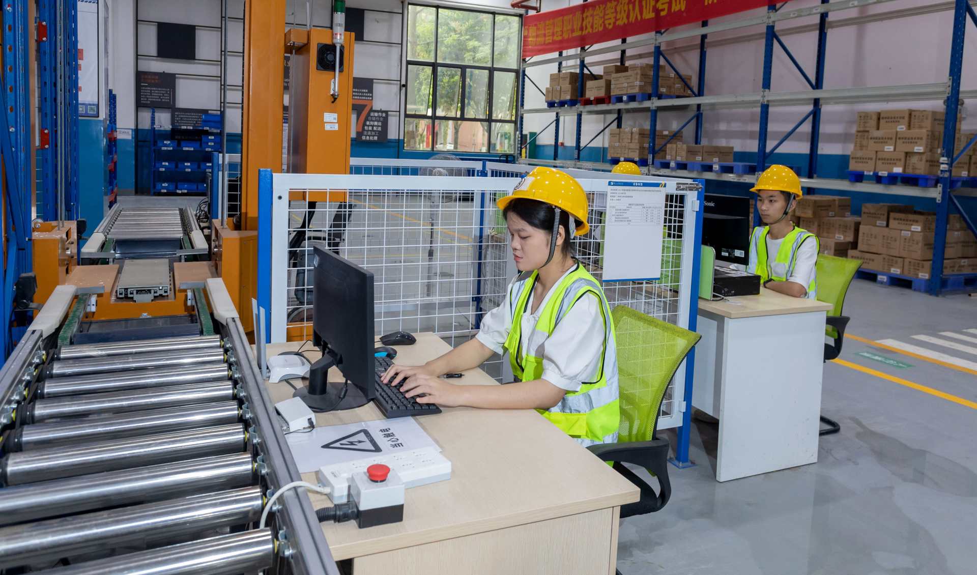 校园紫荆花盛开